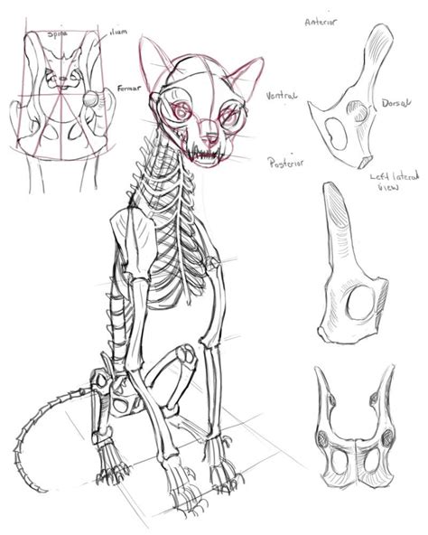 skeleton cat drawing|cat anatomy drawing reference.